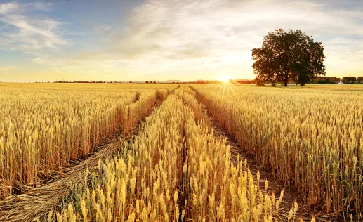Barley