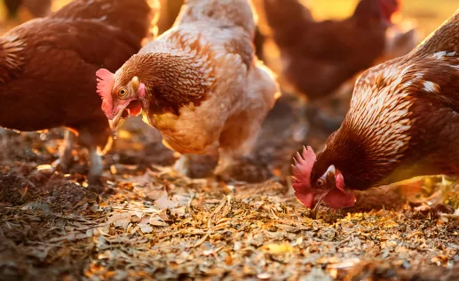 Poultry feed