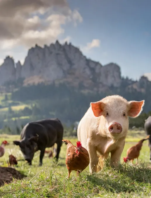 Animal by Product